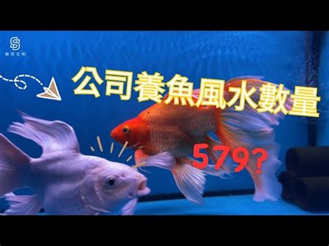 養魚數量垃圾魚|養魚能招財，10條最實用的養魚風水（你一定要知道）。